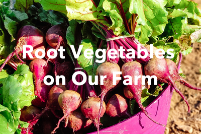 Seasonal Root Vegetables N4L Is Growing Right Now