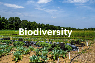 The Impact Biodiversity Has on Your Health
